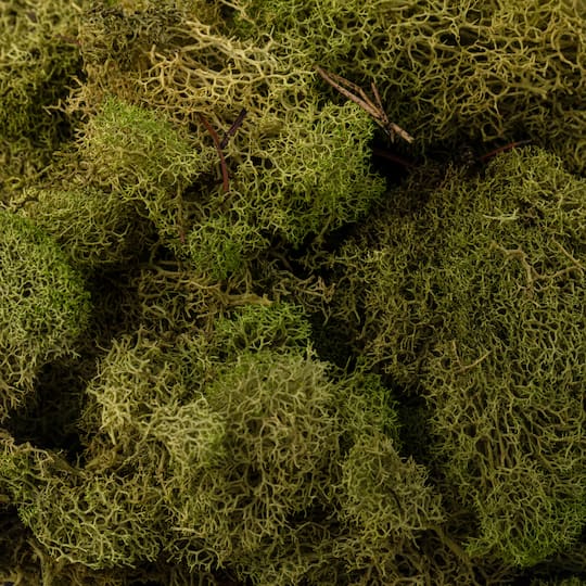 Reindeer Moss by Ashland